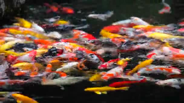 Beautiful Shot Koi Fish Swimming Pond — Stock Video