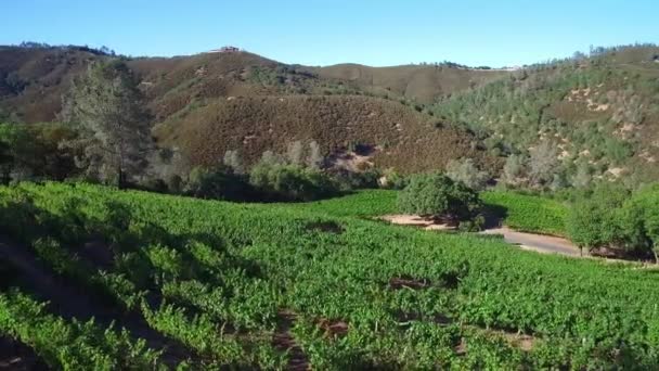 Una Vista Lateral Aérea Largo Una Ladera Sobre Filas Viñedos — Vídeos de Stock