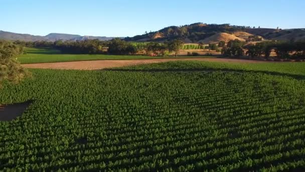 High Aerial Rows Vineyards Northern California Sonoma County — Stock Video