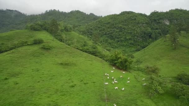 Antenn Över Floden Semuc Champey Guatemala — Stockvideo