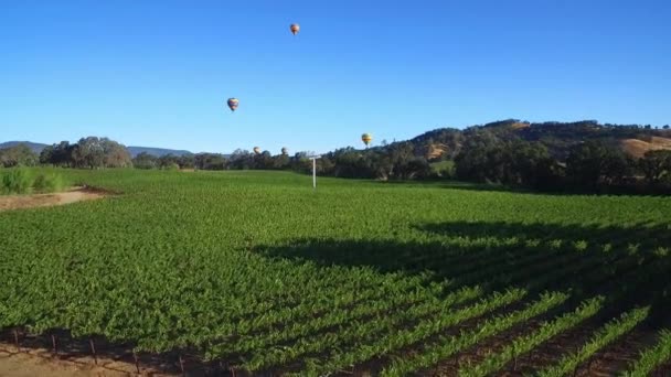 北カリフォルニアのソノマ郡のブドウ畑の列の上に低い上昇する空気球と遠くに熱気球 — ストック動画