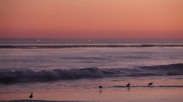 Vögel Sammeln Sich Strand Bei Sonnenuntergang — Stockvideo