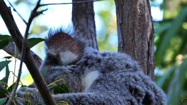 Urso Coala Senta Uma Árvore Eucalipto Austrália — Vídeo de Stock