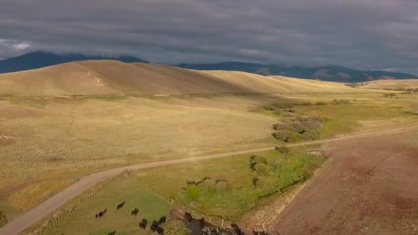 Удивительные Воздушные Над Западной Езды Скота Равнинах Монтаны — стоковое видео