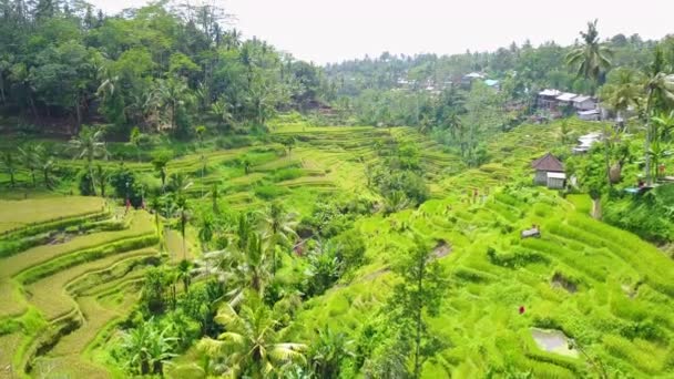 Vacker Antenn Över Stora Terrasserade Risfält Bali Indonesien — Stockvideo