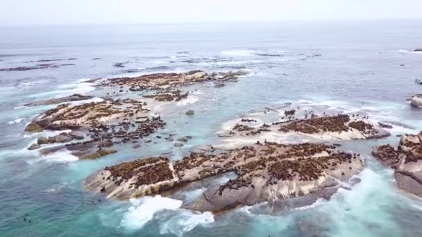 Εναέρια Βόμβα Πάνω Από Τεράστια Αποικία Φώκιας Ένα Μικρό Νησί — Αρχείο Βίντεο