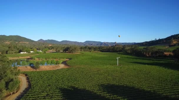 Low Rising Aerial Rows Vineyards Northern California Sonoma County Hot — Stock Video