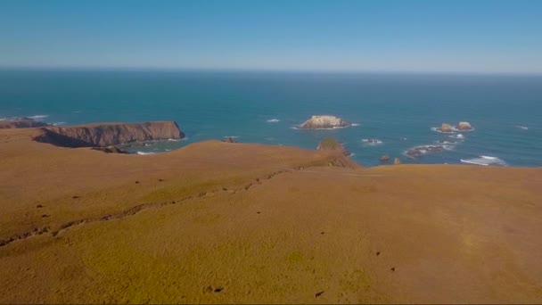 カリフォルニア中央部のビッグサーの海岸線で牛の放牧 — ストック動画