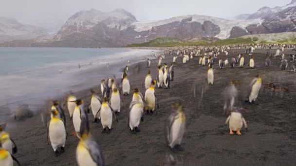 Pozoruhodné Rozmazané Načasování Divoké Zvěře Záběr Tučňáků Královských Tisících Ostrově — Stock video