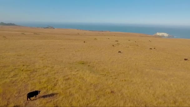 Pâturage Bovin Sur Côte Big Sur Californie Centrale — Video