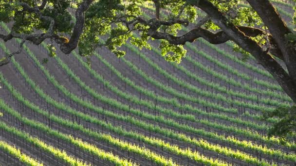 Telephoto Shot Vineyard Wine Growing Region — Stock Video