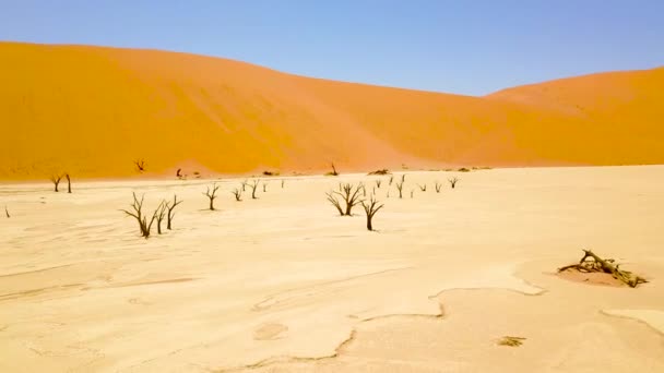 Aéreo Torno Das Árvores Mortas Deserto Sossusvlei Dunas Areia Deserto — Vídeo de Stock