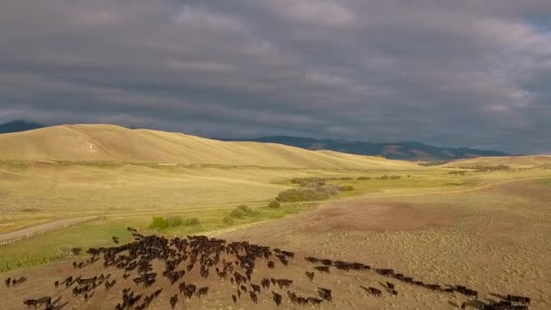Csodálatos Antenna Egy Nyugati Marhahajtás Felett Montana Síkságain — Stock videók