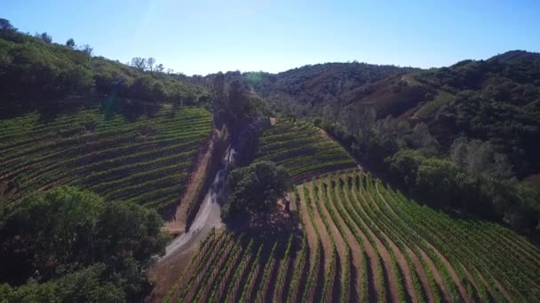 Kuzey Kaliforniya Nın Sonoma Ilçesindeki Üzüm Bağlarının Üzerinde Bir Tepe — Stok video