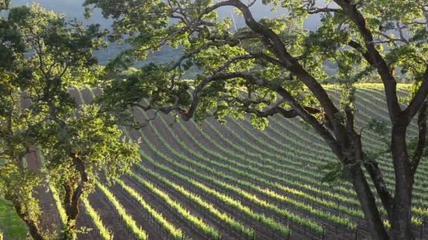 Telephoto Shot Vineyard Wine Growing Region — Stock Video