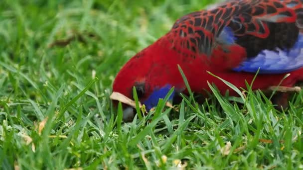 Crimson Rosella Parrot Forages Food Ground Australia — Vídeos de Stock