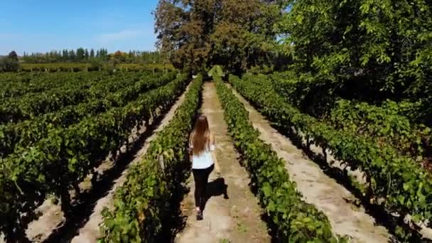 Aerial Woman Walking Vineyard Winery Argentina — Stock Video