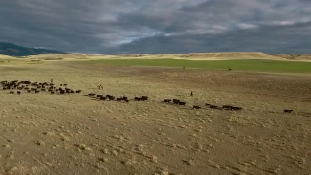 Удивительные Воздушные Над Западной Езды Скота Равнинах Монтаны — стоковое видео