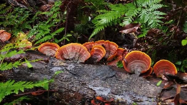 Las Setas Hongos Hongos Oreja Madera Crecen Bosque Australia — Vídeo de stock