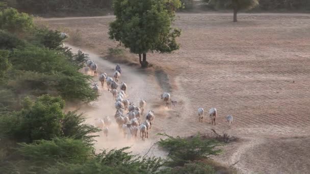 Shepherd Prowadzi Swoje Stado Birmie — Wideo stockowe