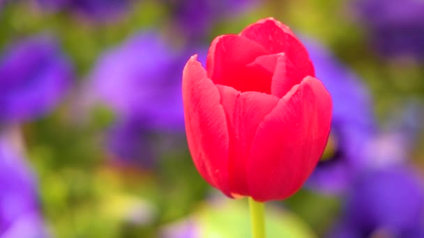 Tulip Berwarna Tumbuh Lapangan — Stok Video