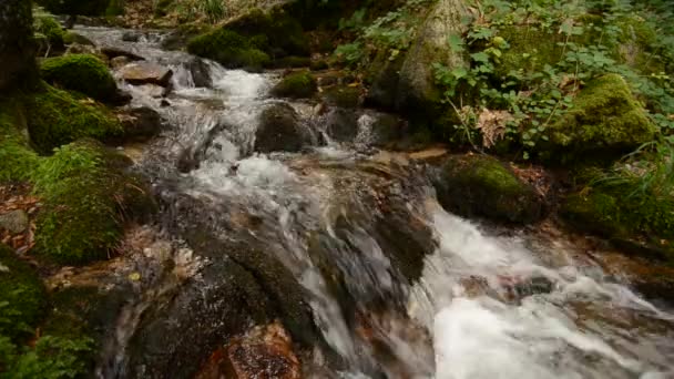 Una Hermosa Cascada Fluye Través Una Región Forestal — Vídeos de Stock