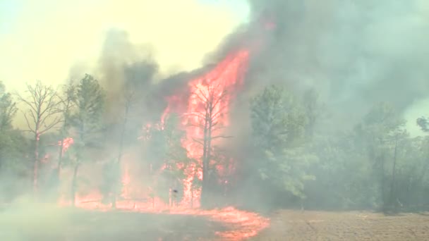 Blåst Löpeld Blåser Över Ett Fält Och Skog — Stockvideo