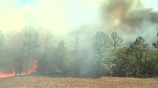 Tiempo Extinción Incendio Que Arde Través Campo Bosque — Vídeos de Stock