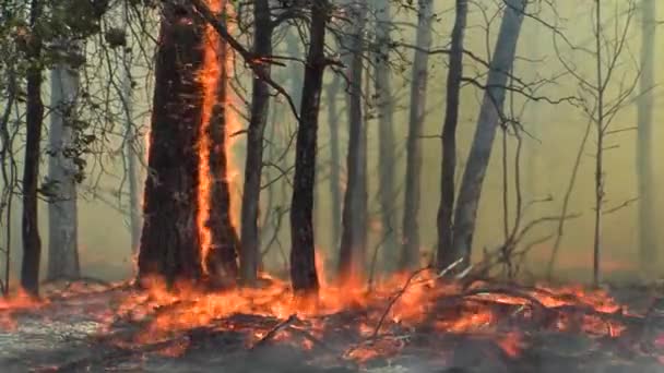 Viento Sopla Fuego Salvaje Través Campo Bosque — Vídeos de Stock