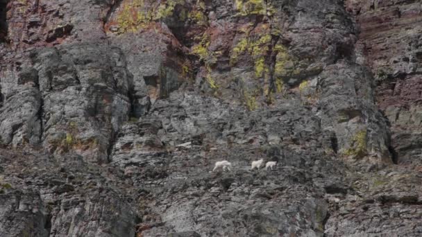 White Mountain Goats Lounge Nel Parco Nazionale Del Ghiacciaio Montana — Video Stock