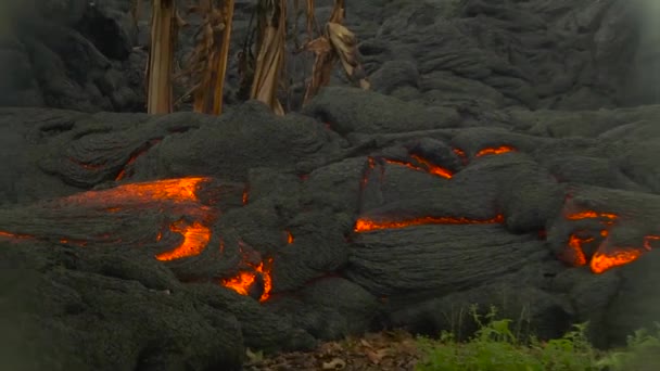 Pahoa Hawaii Yakınlarındaki Puna Lav Akıntısı — Stok video