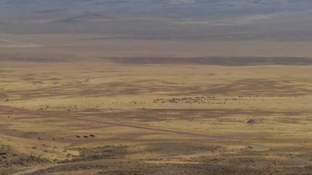 Άγρια Άλογα Μαζεύονται Ελικόπτερο — Αρχείο Βίντεο