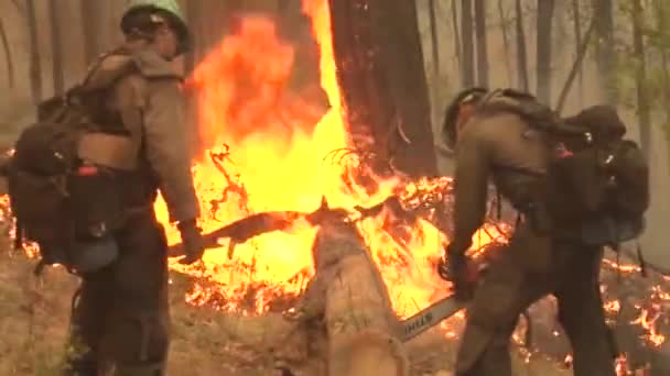 Vigili Del Fuoco Combattono Gli Incendi Boschivi — Video Stock