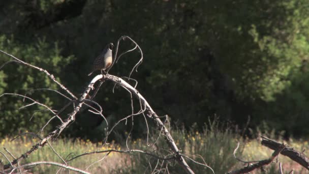 Beleza Pinnacles National Park Califórnia — Vídeo de Stock