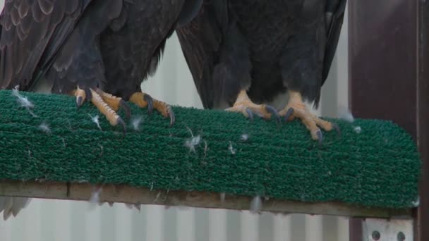 Amerikanska Flintörnar Föds Upp Fångenskap — Stockvideo