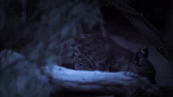 Gato Montés Alerta Noche Desierto Parque Nacional Saguaro Arizona — Vídeos de Stock