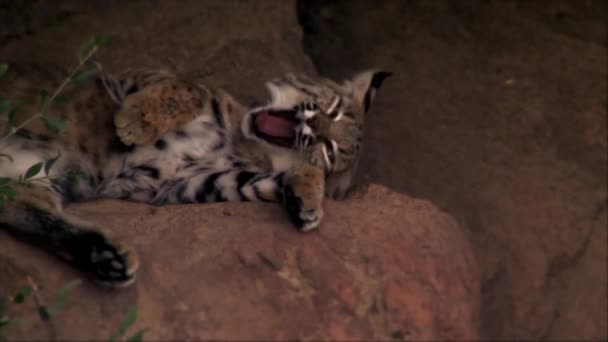 Een Bobcat Slaapt Hitte Van Saguaro National Park Arizona — Stockvideo