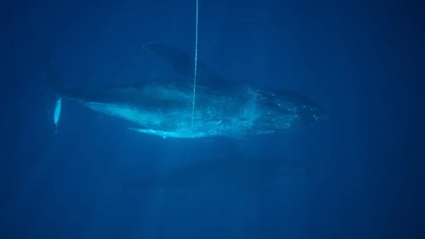 혹등고래가 파편에서 — 비디오