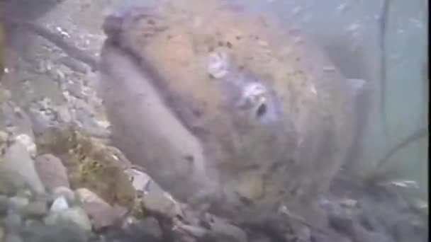 Forscher Schwimmen Mit Forellen Und Lachsen Verschiedenen Bächen Und Flüssen — Stockvideo