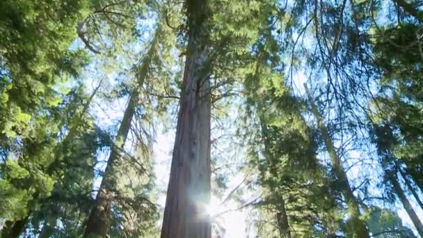 从天而降 阳光直射向一棵巨大的红杉树 — 图库视频影像