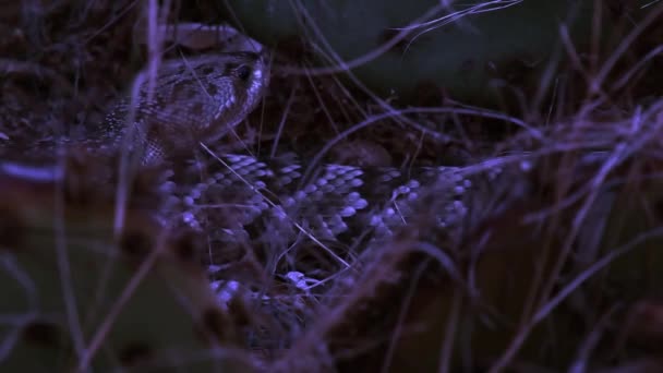 亚利桑那州Saguaro国家公园的沙漠里出现了夜晚的生物 — 图库视频影像
