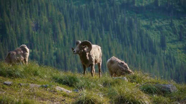 Cabras Montaña Encuentran Una Zona Montañosa Rocosa Parque Nacional Glaciar — Vídeos de Stock