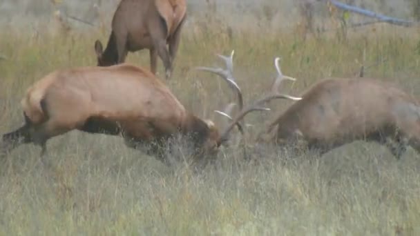 Zwei Elche Kämpfen Auf Einem Feld — Stockvideo