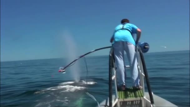 Ricercatori Etichettano Una Balena Migrante Sull Oceano Aperto — Video Stock
