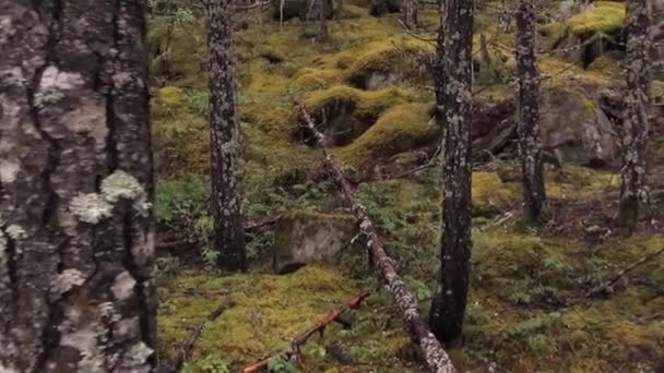 Punto Vista Spostandosi Lungo Sentiero Accanto Splendide Cascate Generiche Bosco — Video Stock