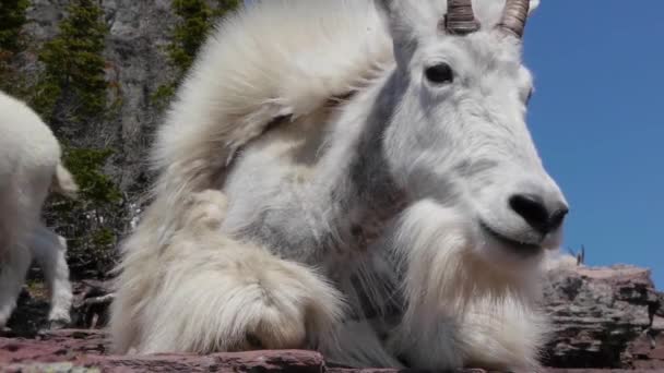 White Mountain Goats Lounge Glacier National Park Montana — стокове відео
