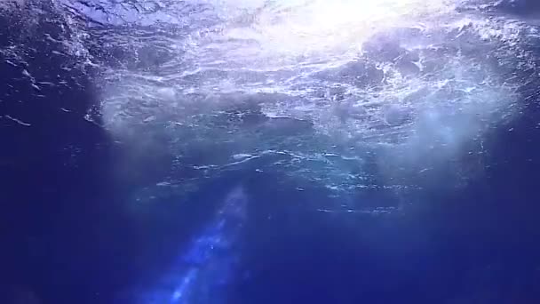 Circa 2010S Filmagem Vida Marinha Fossa Mariana Ressurgimento Submarino Deepwater — Vídeo de Stock