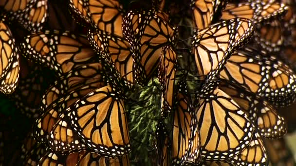 Close Opnamen Van Een Groot Aantal Monarch Vlinders Een Dennenboom — Stockvideo