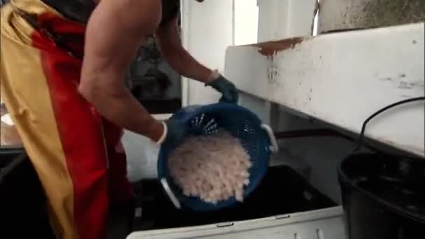 Circa 2010S Fishermen Sort Store Scallops Boat New England 2019 — Stock Video