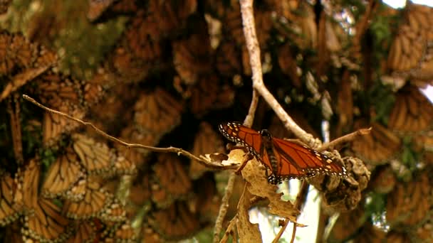 Close Ups Van Vele Monarchvlinders Een Dennenboomtak — Stockvideo